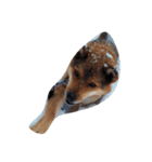 もみじ犬（個別スタンプ：1）