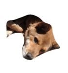 もみじ犬（個別スタンプ：2）