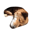もみじ犬（個別スタンプ：4）