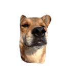 もみじ犬（個別スタンプ：6）
