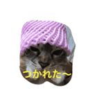 愛しいネコの碧ちゃん（個別スタンプ：1）