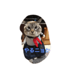 愛しいネコの碧ちゃん（個別スタンプ：3）