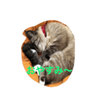 愛しいネコの碧ちゃん（個別スタンプ：4）