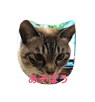 愛しいネコの碧ちゃん（個別スタンプ：6）