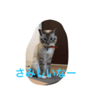 愛しいネコの碧ちゃん（個別スタンプ：7）