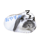 関西弁うさぎ、リッチ。①（個別スタンプ：3）