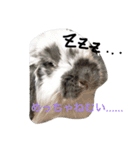 関西弁うさぎ、リッチ。①（個別スタンプ：7）
