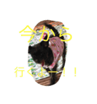 ぶちゃかわわんにゃん（個別スタンプ：1）