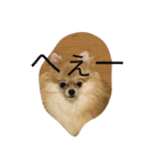 ぶちゃかわわんにゃん（個別スタンプ：2）