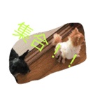 ぶちゃかわわんにゃん（個別スタンプ：4）