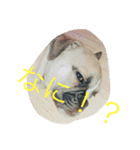 ぶちゃかわわんにゃん（個別スタンプ：5）