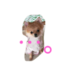 ぶちゃかわわんにゃん（個別スタンプ：10）