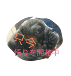 ぶちゃかわわんにゃん（個別スタンプ：11）