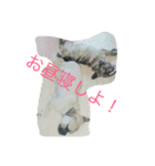 ぶちゃかわわんにゃん（個別スタンプ：12）