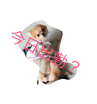 ぶちゃかわわんにゃん（個別スタンプ：13）