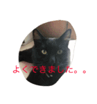 ぶちゃかわわんにゃん（個別スタンプ：14）