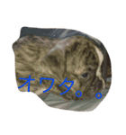 ぶちゃかわわんにゃん（個別スタンプ：16）