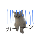 ペルシャのおもち（個別スタンプ：1）