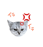 ペルシャのおもち（個別スタンプ：5）