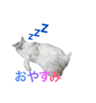 ペルシャのおもち（個別スタンプ：7）