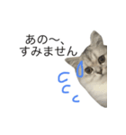 ペルシャのおもち（個別スタンプ：9）
