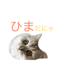 ペルシャのおもち（個別スタンプ：11）