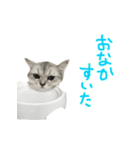 ペルシャのおもち（個別スタンプ：12）