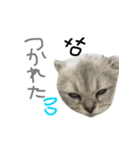ペルシャのおもち（個別スタンプ：13）
