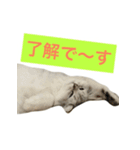ペルシャのおもち（個別スタンプ：14）