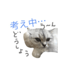 ペルシャのおもち（個別スタンプ：15）