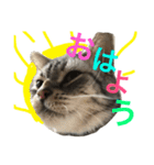 しぇりあ＆れおん猫写真スタンプ（個別スタンプ：1）