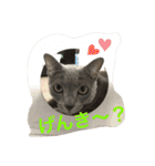 しぇりあ＆れおん猫写真スタンプ（個別スタンプ：3）