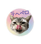 しぇりあ＆れおん猫写真スタンプ（個別スタンプ：6）