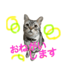 しぇりあ＆れおん猫写真スタンプ（個別スタンプ：11）