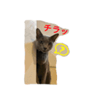 しぇりあ＆れおん猫写真スタンプ（個別スタンプ：15）
