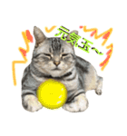 しぇりあ＆れおん猫写真スタンプ（個別スタンプ：18）