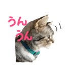 しぇりあ＆れおん猫写真スタンプ（個別スタンプ：21）