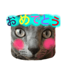 しぇりあ＆れおん猫写真スタンプ（個別スタンプ：24）