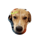 Dogs Expressions（個別スタンプ：1）