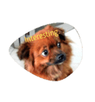 Dogs Expressions（個別スタンプ：2）