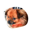 Dogs Expressions（個別スタンプ：3）