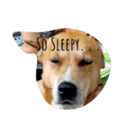 Dogs Expressions（個別スタンプ：4）