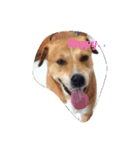 Dogs Expressions（個別スタンプ：5）