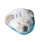 Dogs Expressions（個別スタンプ：6）