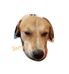 Dogs Expressions（個別スタンプ：7）