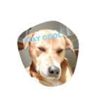 Dogs Expressions（個別スタンプ：8）