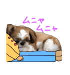 シーズーの生活（個別スタンプ：3）