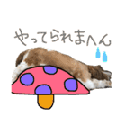 シーズーの生活（個別スタンプ：5）