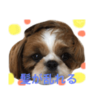 シーズーの生活（個別スタンプ：9）