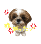 シーズーの生活（個別スタンプ：10）
